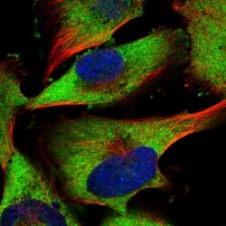 PRRC2C Antibody, Novus Biologicals:Antibodies:Primary Antibodies